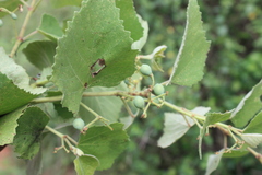 Cissus vitiginea